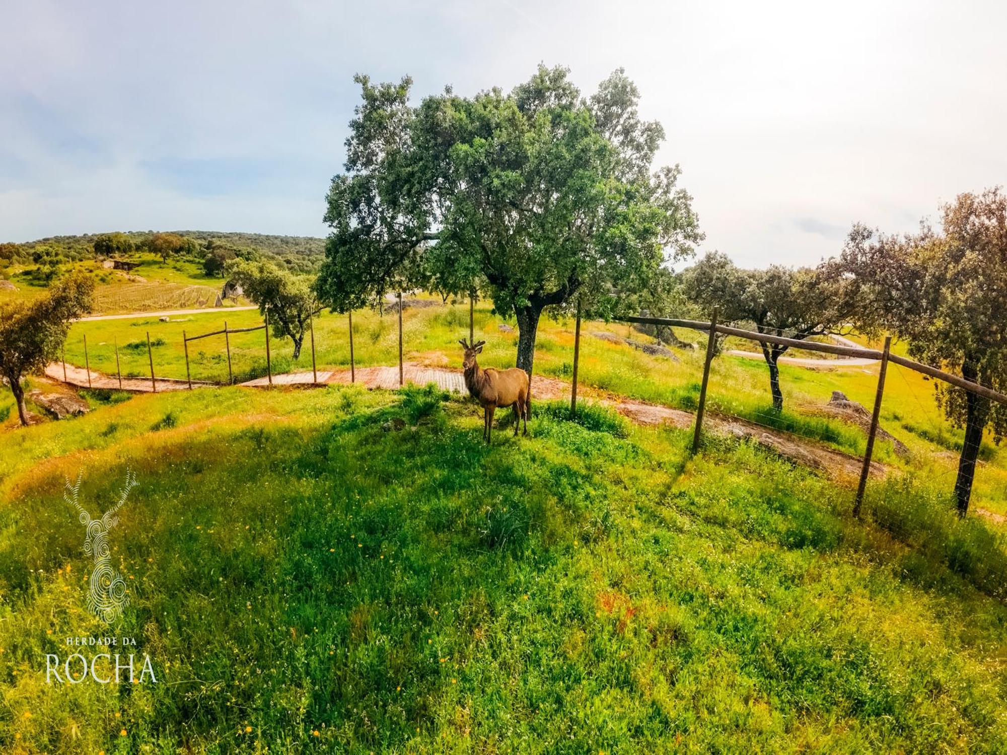 Herdade Da Rocha - Boutique Lodge Crato Zewnętrze zdjęcie